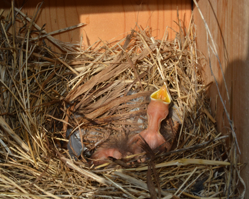 Bluebird Chick, Whoop 'n Holler Museum, Aug 2013
