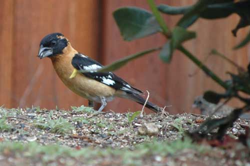 Blackheaded Grosbeak, Backyard 2010