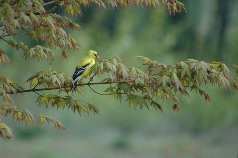 Gold Finch in Front Yard, April 29 2010