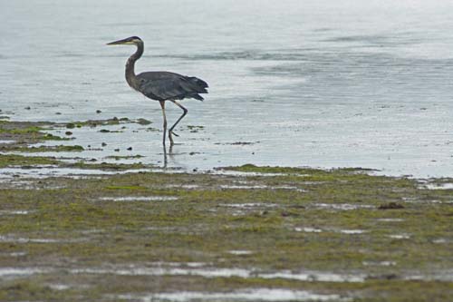 A blue heron in the bay by Fort Flagler