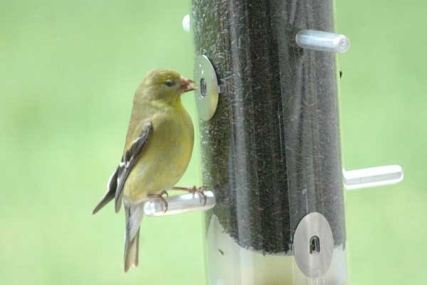 Female Goldfinch