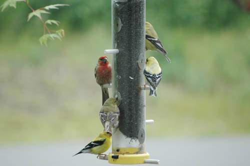 Goldfinch charm & House finch in June 2010