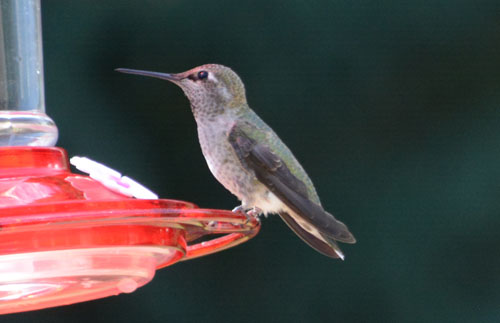 Hummingbird, July 2023