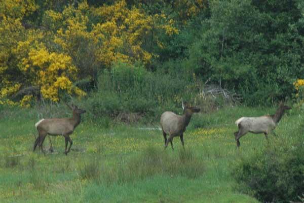 Fox Hill Elk June 12 09