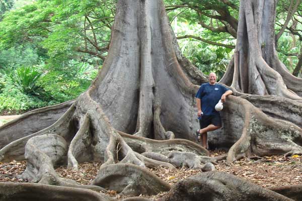 Moreton Bay Fig Trees, Nat Botanical Gardens