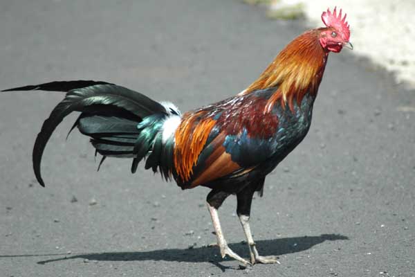 Wild Kauai Rooster