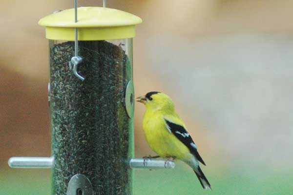 Male Goldfinch in Ganders Backyard