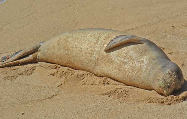 Endangered Monk Seal, Poipu Beach