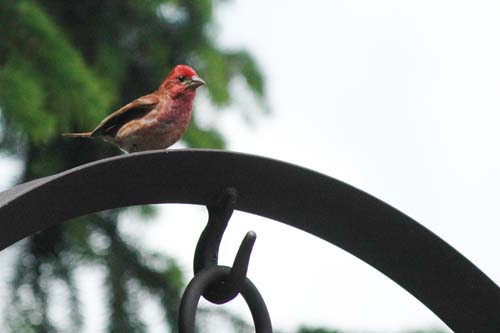 Purple Finch, June 2010