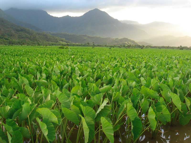 Taro Field Near Hannalei, Kauai