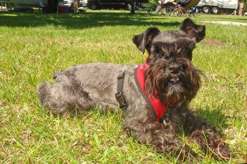 Tuney at Pearrygin Lake, June 2010