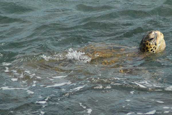 Green Sea Turtle Swimming Near Poipu Beach