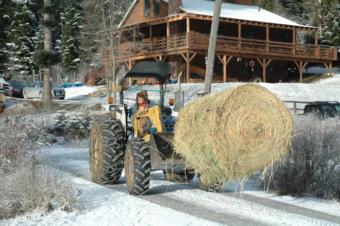 Bud Boisen feeding hay, Christmas 2009
