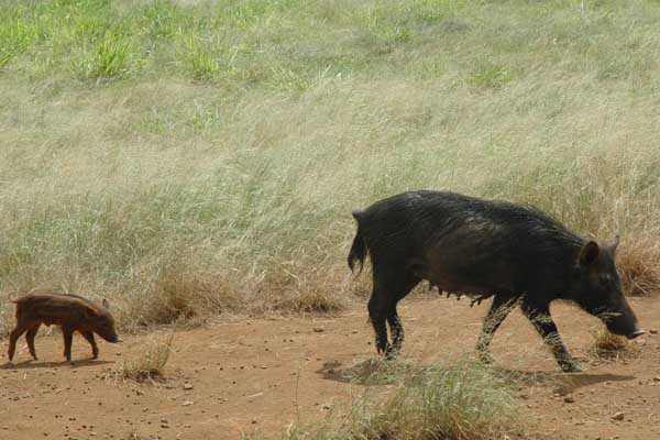 Captured wild Kauai pigs