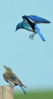 Bluebirds on Cemetery Road