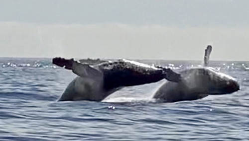 Whale Watching at San Lucas Cabo, Jan 25