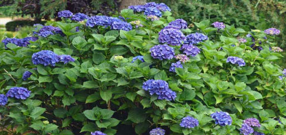 Hydrangea, 2024