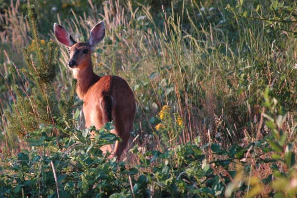 Fox Hill Deer in July 09