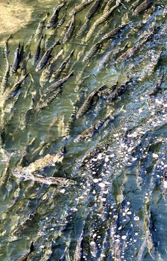 Salmon Spawning at Tumwater Falls
