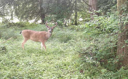 Buck behind our house