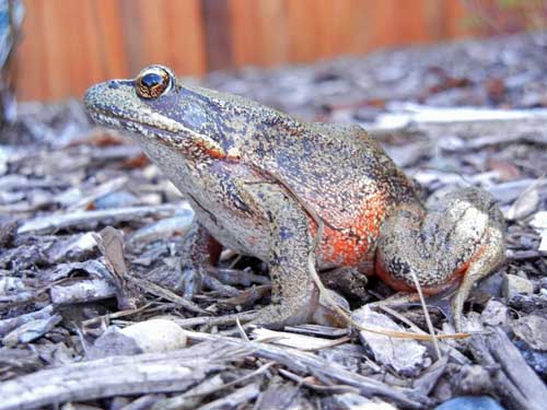 Backyard Frog